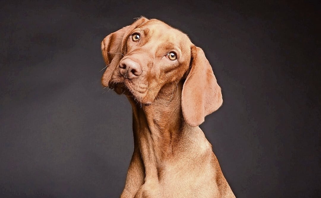 Fotos: Archivo El Universal