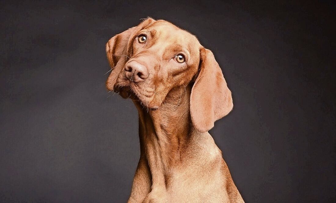 Fotos: Archivo El Universal