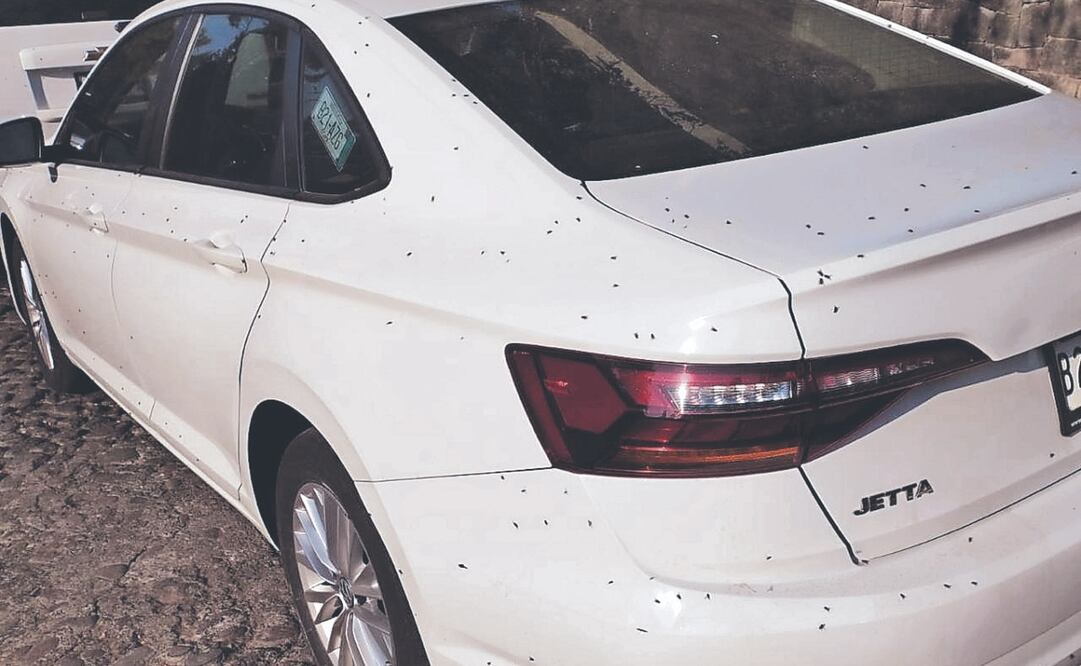 Vecinos denuncian ante autoridades una plaga de moscas, que busca meterse a casas y autos, y constituye una fuente de infección. Foto Especial