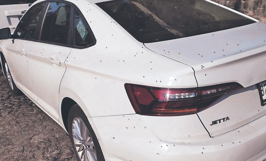 Vecinos denuncian ante autoridades una plaga de moscas, que busca meterse a casas y autos, y constituye una fuente de infección. Foto Especial