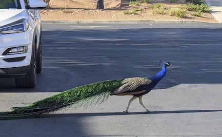 Pete el pavo real, adorado en el barrio de Las Vegas, es asesinado con arco y flecha de cazador 