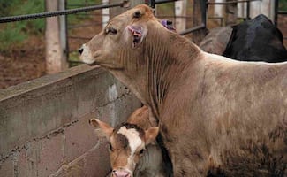 Gobierno de Tamaulipas confirma detección del primer caso de gusano barrenador en becerro; niegan brote activo