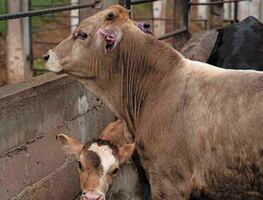 México y EU revisan acuerdos agrícolas; analizan reapertura de exportaciones de ganado y mejoras aduaneras