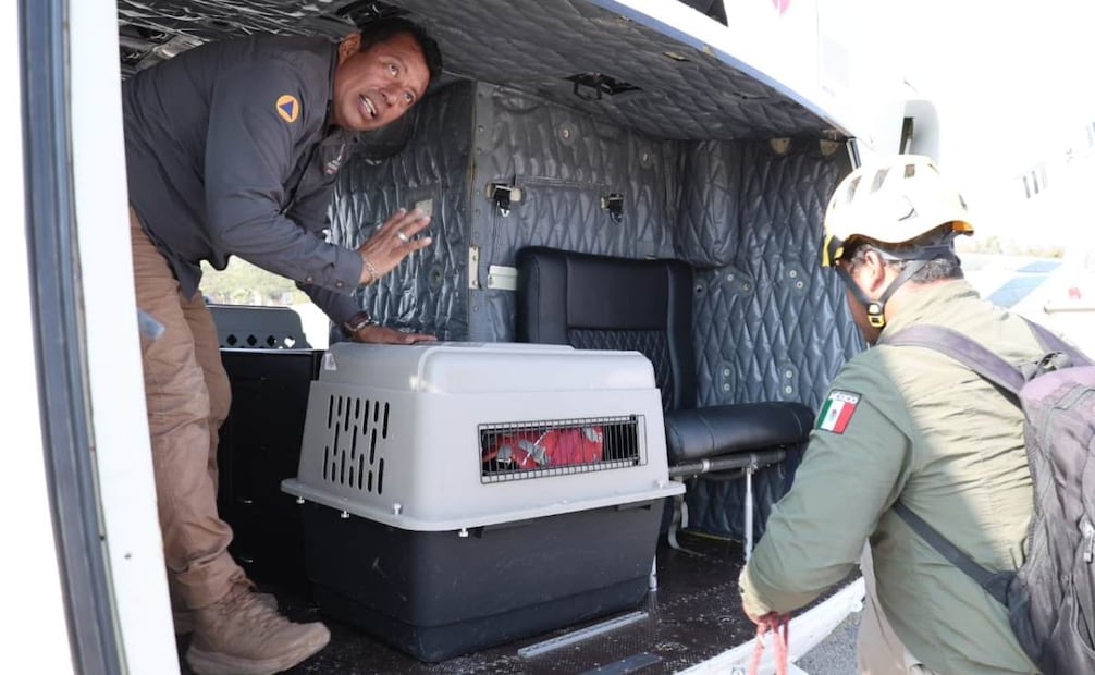 Búsqueda por helicóptero en Chiapas (12/03/2026). Foto: Especial