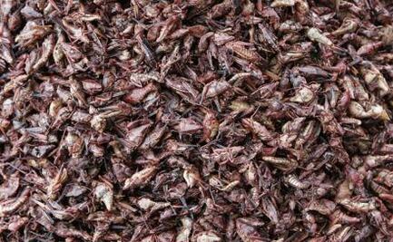 Qué nutrientes aporta comer chapulines