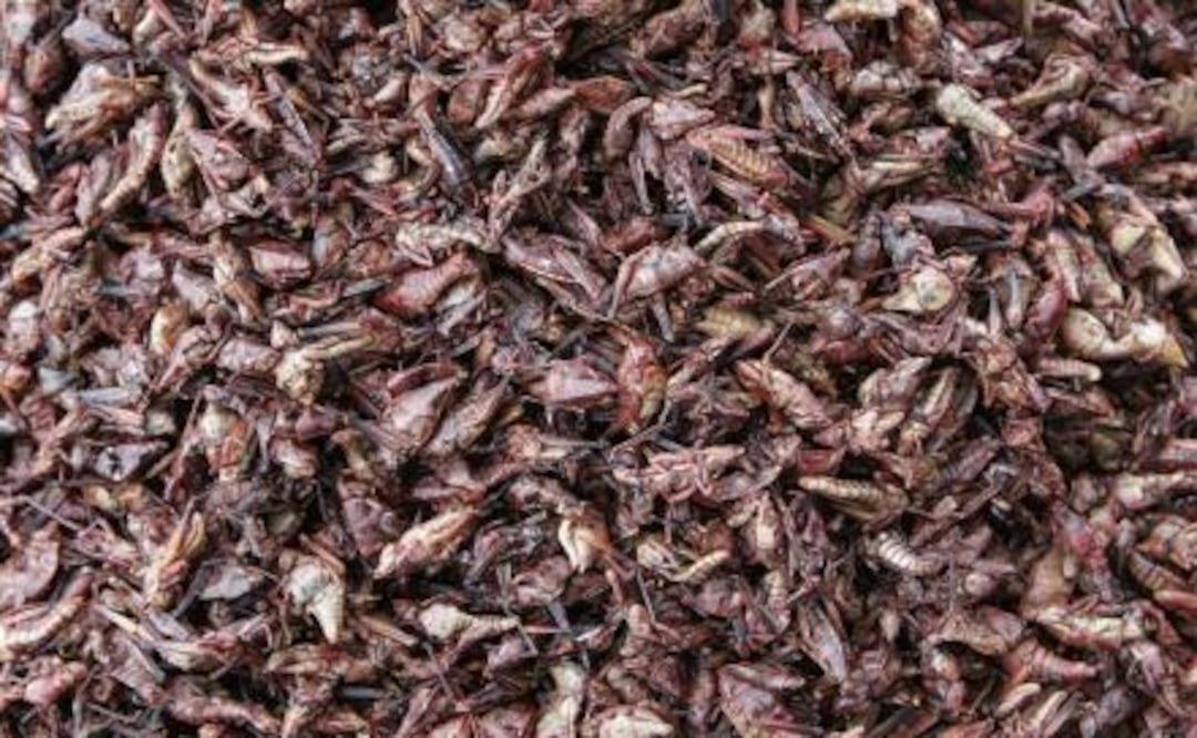 Los chapulines pueden llegar a ser un gran alimento por la cantidad de nutrientes que este tienen. Imagen: Archivo El Universal