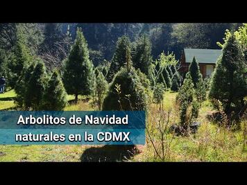 “Plantar árboles de Navidad ayuda a preservar el bosque”