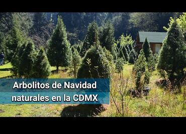 “Plantar árboles de Navidad ayuda a preservar el bosque”