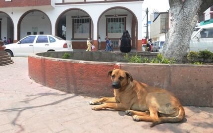 Multarán a quienes alimenten a perros callejeros en Papalotla, Edomex