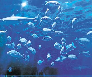 Acuario Inbursa, un espacio que debe seguir vivo