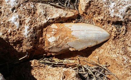 Roban diente fósil de un tiburón gigante de la prehistoria