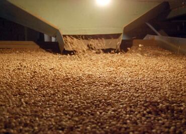 Crean Productora de Semillas para el Bienestar para garantizar soberanía alimentaria; decreto fue publicado en el DOF