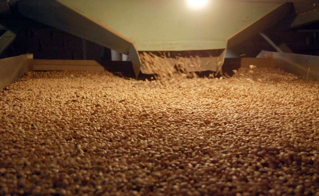 Gobierno de México crea Productora de Semillas para el Bienestar (Prosebien). Foto: Especial