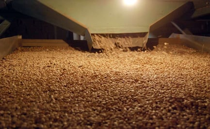 Crean Productora de Semillas para el Bienestar para garantizar soberanía alimentaria; decreto fue publicado en el DOF