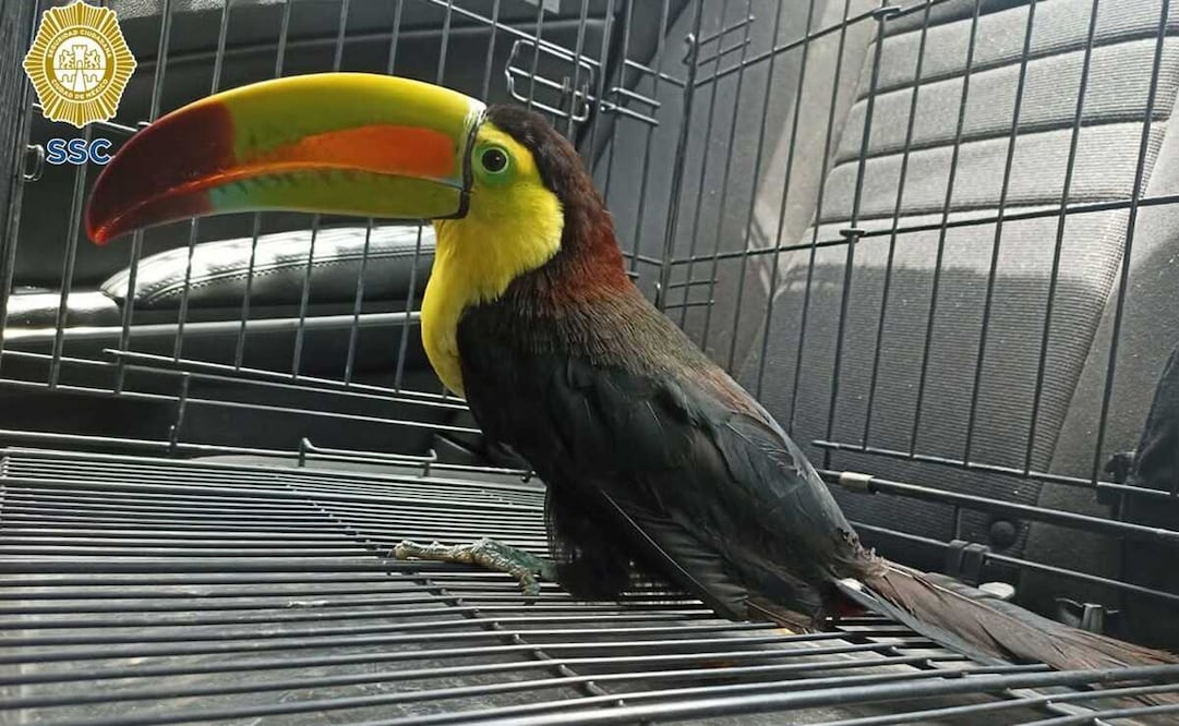 Resguardan a tucán que volaba en calles de Iztapalapa. Foto: tomada de @SSC_CDMX