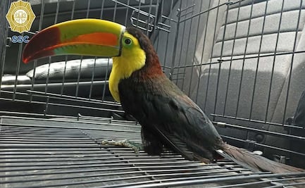 Resguardan a tucán que volaba en calles de Iztapalapa