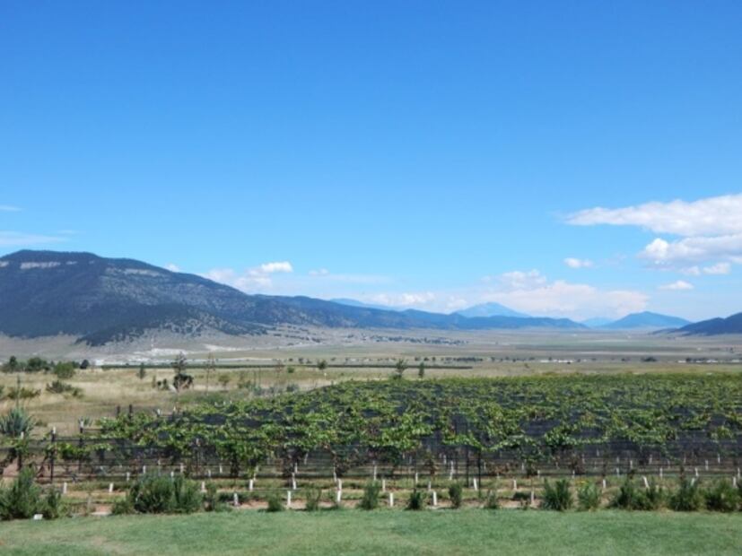 En Coahuila hay buen vino, conoce estas 4 bodegas