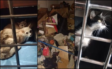 Rescatan a 13 gatos hacinados en departamento de la GAM