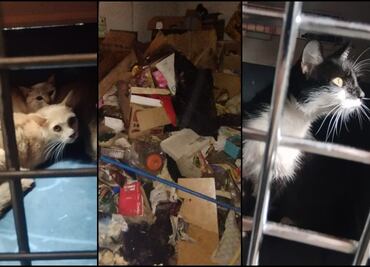 Rescatan a 13 gatos hacinados en departamento de la GAM