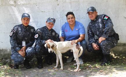 Gendarmería adopta perro en Chetumal; presentan programa