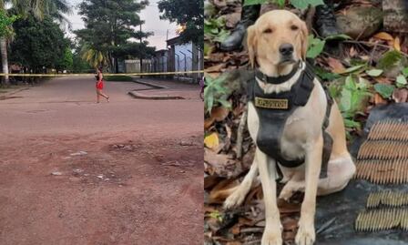 Happy 4: el perrito héroe que dio su vida para evitar una tragedia en Colombia