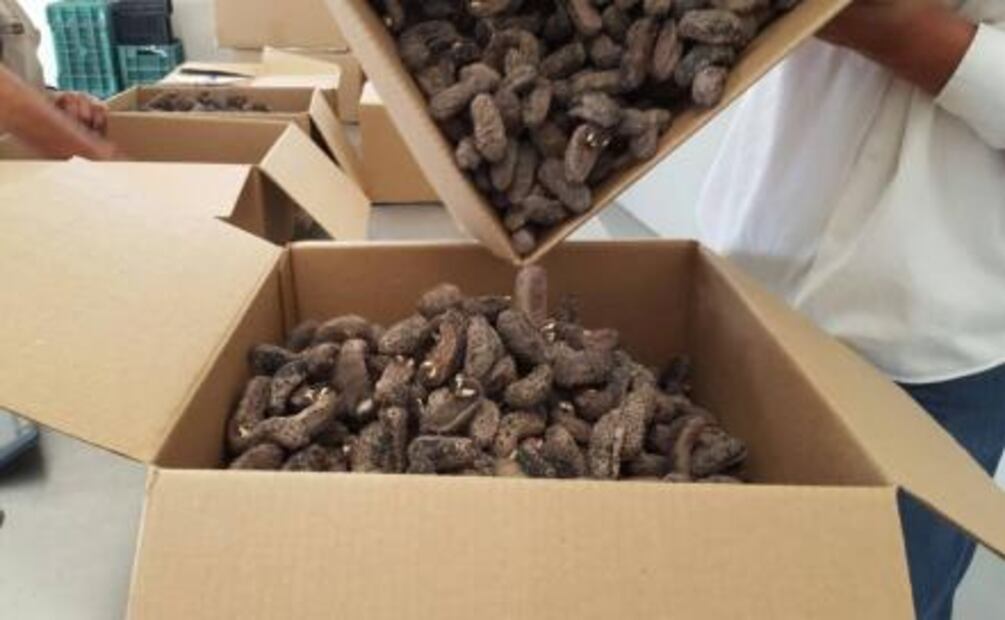 Aseguran más de 40 mil pepinos de mar en Baja California