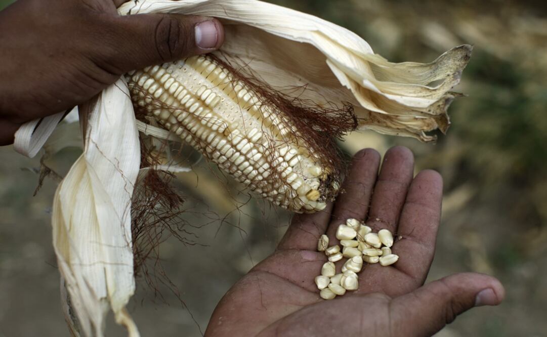 75% of Mexico’s soil is already considered too dry to cultivate crops – Photo: Jorge Silva/REUTERS	