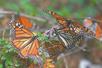 UNAM protege de extinción ruta de la mariposa monarca