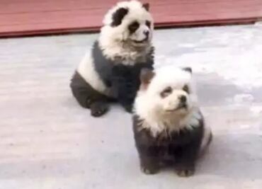 VIDEO: "¡Les dieron perro por panda!": zoológico en China desata polémica por engaño a visitantes