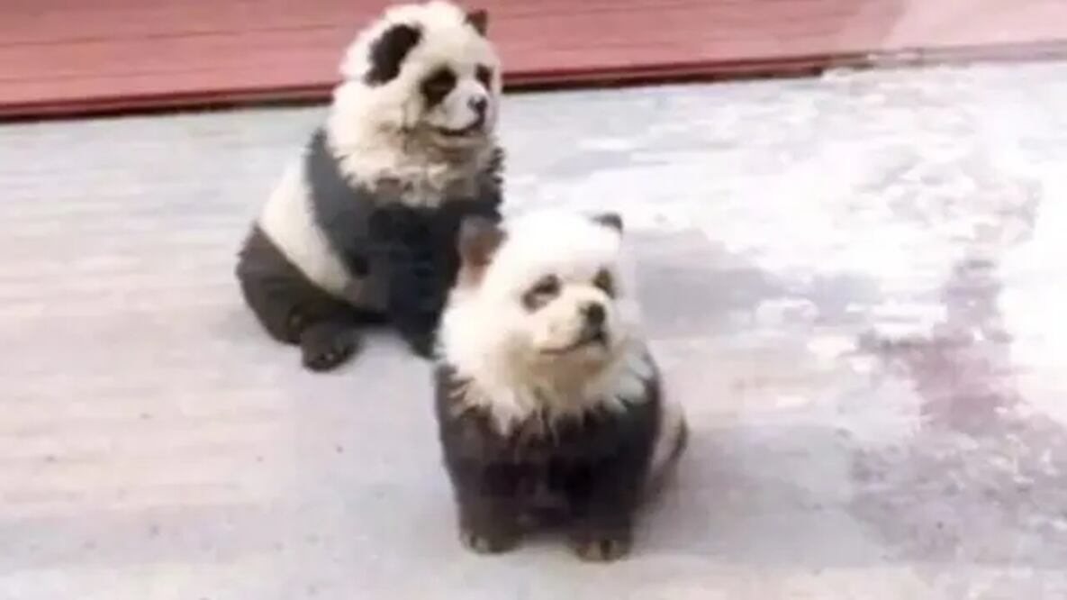 Empleados del zoológico de Taizhou, en la provincia de Jiangsu, en China, pintaron a perritos como si fueran pandas. Los visitantes descubrieron el engaño y reclamaron. FOTO: CAPTURA