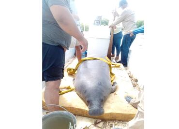 Confirman muerte de 30 manatíes en lagunas de Tabasco
