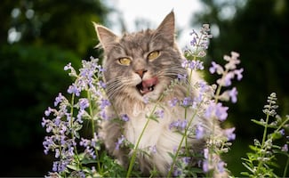 ¿Qué plantas y flores son seguras tener en casa si tienes gatos?; conoce la lista