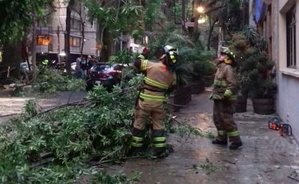 Caen ramas de 15 metros en la Condesa