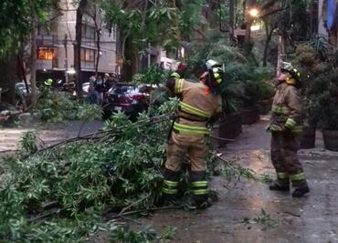Caen ramas de 15 metros en la Condesa