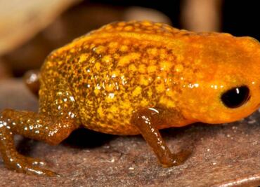 Descubren nuevas especies de ranas miniatura