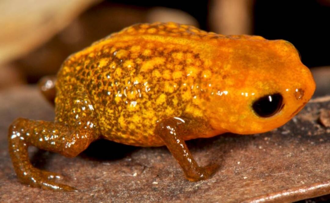 Muchas especies de "branchycephalus son de colores brillantes. Foto: Tomada de peerj.com