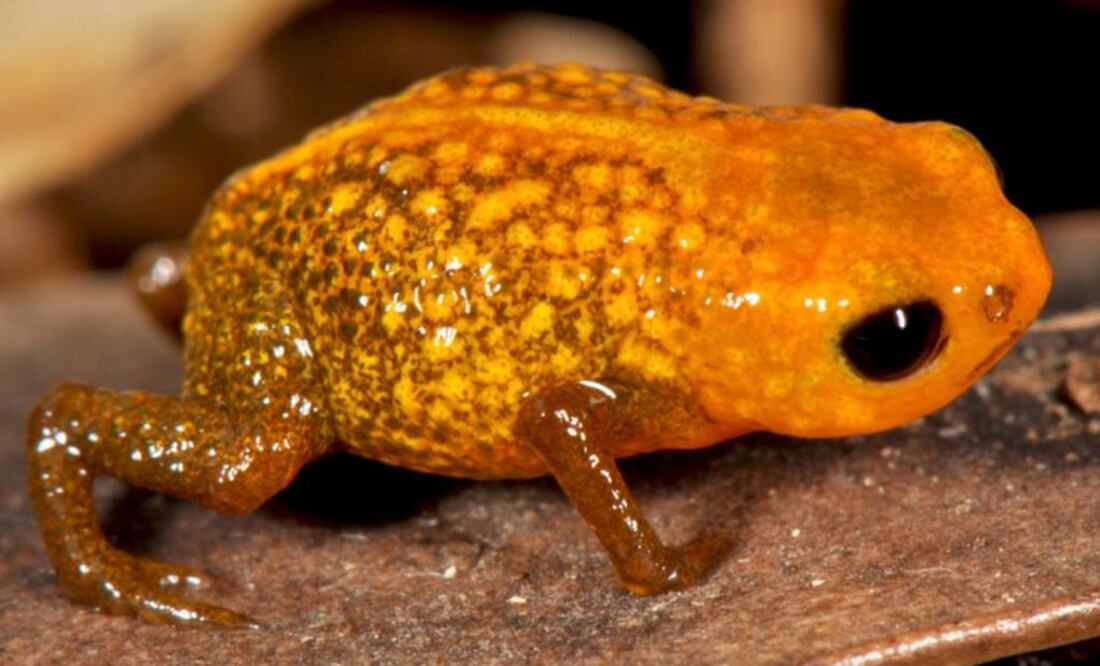 Muchas especies de "branchycephalus son de colores brillantes. Foto: Tomada de peerj.com