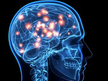 Una parte del cerebro sigue creciendo durante la edad adulta