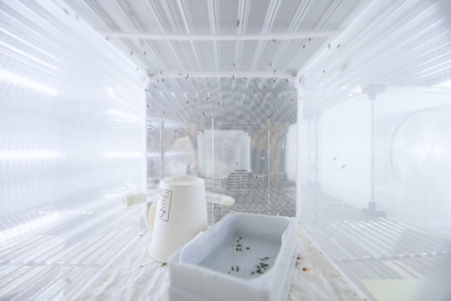 Con jugo de betabel, científicos producen sangre falsa para combatir al mosquito que transmite la malaria 