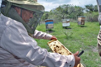 Falsificación  de miel en Asia pega a México