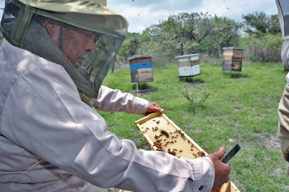 Carencia. El producto falso no cumple el proceso tradicional de pasar por abejas, colmenas o flores, como en la imagen. Foto: ARCHIVO EL UNIVERSAL