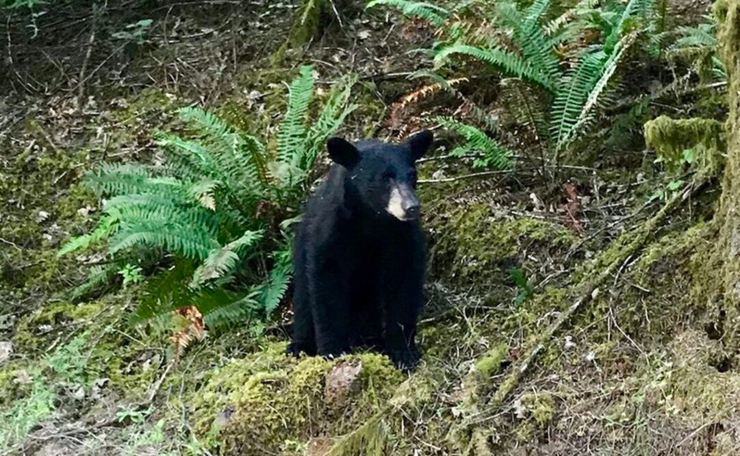 Foto: Twitter @WCSOOregon