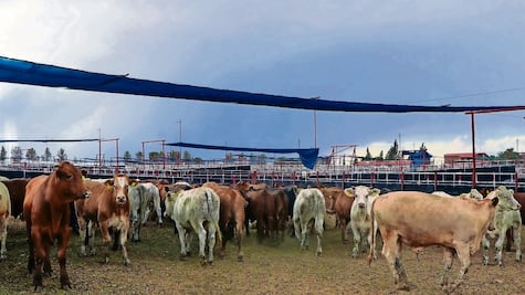 Ganaderos de Sonora se alistan para reanudar exportaciones a EU; se establecen limitaciones por gusano barrenador