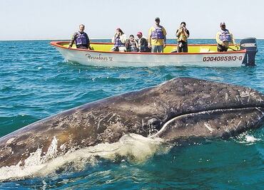 Reforzaran vigilancia en zonas de avistamiento de ballenas en BCS; detectan tripulantes nadando pese a prohibición