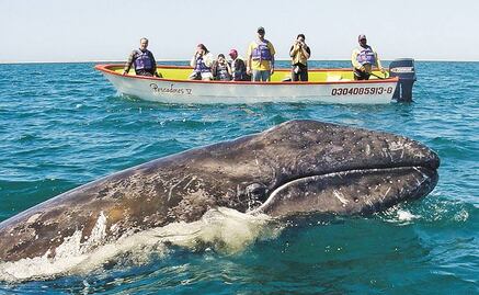 Reforzaran vigilancia en zonas de avistamiento de ballenas en BCS; detectan tripulantes nadando pese a prohibición