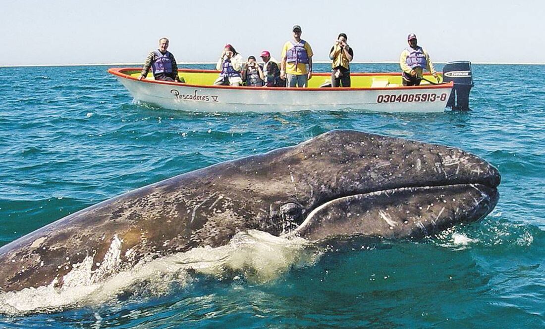 Avanza la temporada de ballenas en Baja California Sur y las autoridades anunciaron que reforzarán la inspección y vigilancia en la zona. Foto: Archivo / EFE