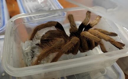 Hallan mil 500 tarántulas en paquetes de galletas en Alemania; provenían de Vietnam