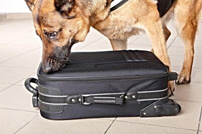 Ya hay perros entrenados para detectar Covid-19 en este aeropuerto