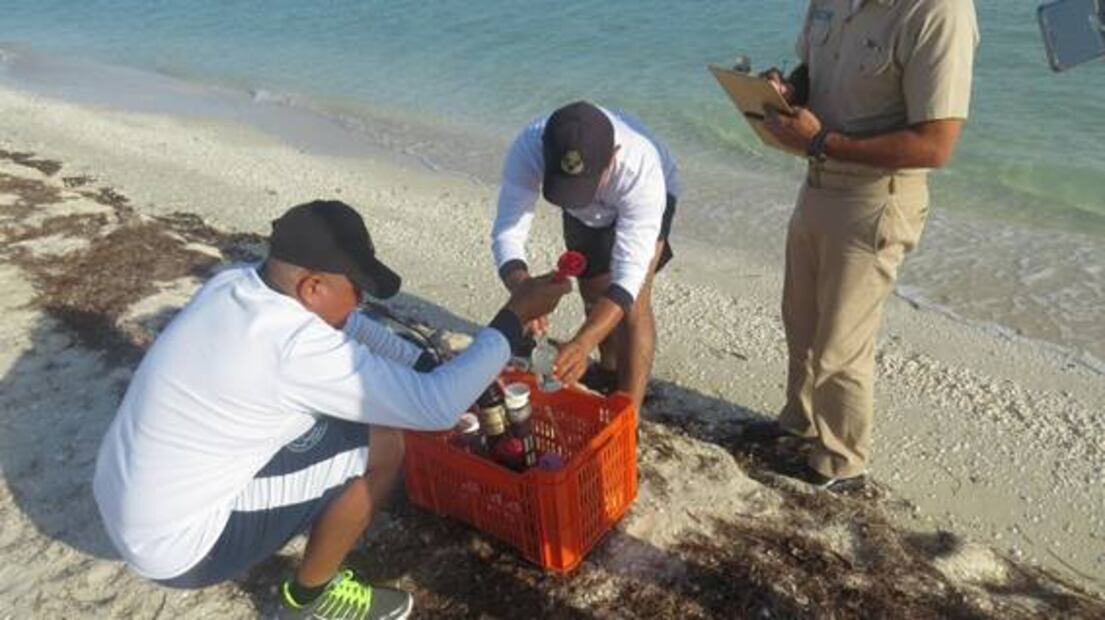 Descartan concentración anormal de contaminantes en sargazo
