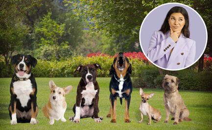 ¿Por qué los perros ladran a algunas personas y a otras no?; conoce la razón